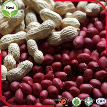 Round Dark Red Skin Peanut Kernel